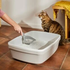 Frisco Multi-Cat Unscented Clumping Clay Cat Litter -Cat Supply Store 103790 PT4. AC SS1800 V1659023572