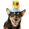 Frisco Birthday Cake Dog & Cat Hat -Cat Supply Store 139518 MAIN. AC SS1800 V1540401491