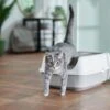 Frisco Open Top Cat Litter Box With Rim, Large -Cat Supply Store 141378 MAIN. AC SS1800 V1675279581