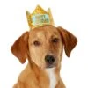 Frisco Happy Birthday Dog & Cat Crown -Cat Supply Store 153665 MAIN. AC SS1800 V1551230974