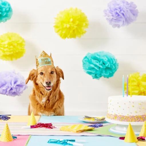 Frisco Happy Birthday Dog & Cat Crown -Cat Supply Store 153665 PT5. AC SS1800 V1551231039