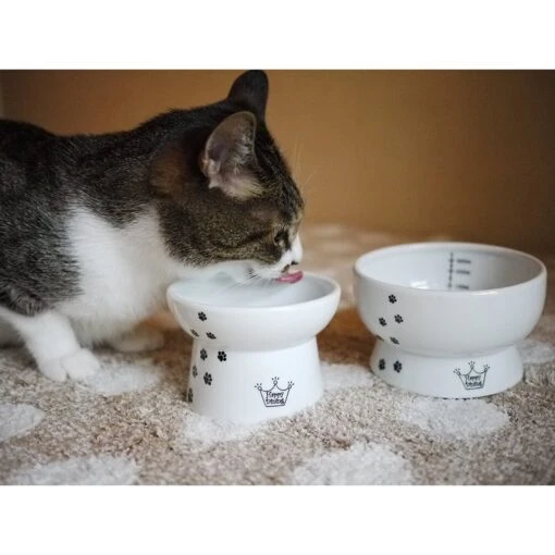 Necoichi Ceramic Elevated Cat Food & Water Bowl Set -Cat Supply Store 154902 PT1. AC SS1800 V1542038816