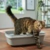 Frisco Sifting Cat Litter Box, Large -Cat Supply Store 155658 MAIN. AC SS1800 V1675280052