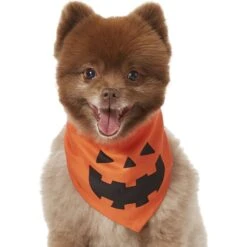 Frisco Jack O' Lantern Pumpkin Dog & Cat Bandana -Cat Supply Store 158934 PT2. AC SS1800 V1690828662