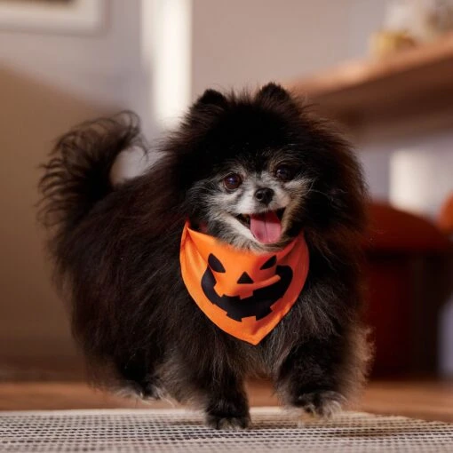 Frisco Jack O' Lantern Pumpkin Dog & Cat Bandana -Cat Supply Store 158934 PT4. AC SS1800 V1564430535