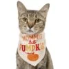 Frisco Mommy's Lil Pumpkin Dog & Cat Bandana -Cat Supply Store 158936 MAIN. AC SS1800 V1689628232