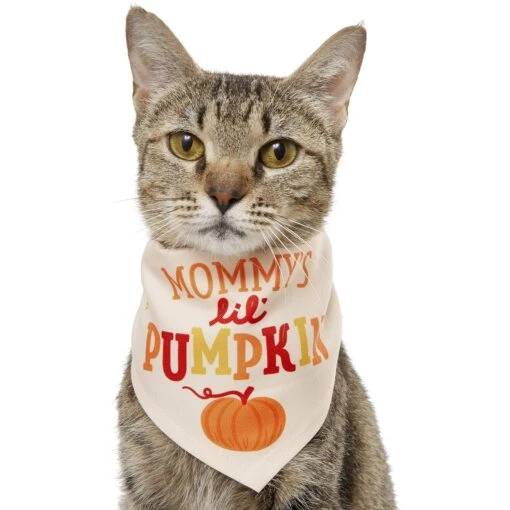 Frisco Mommy's Lil Pumpkin Dog & Cat Bandana -Cat Supply Store 158936 MAIN. AC SS1800 V1689628232