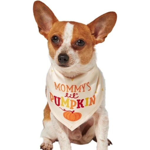 Frisco Mommy's Lil Pumpkin Dog & Cat Bandana -Cat Supply Store 158936 PT2. AC SS1800 V1689629423