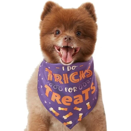 Frisco I Do Tricks For Treats Dog & Cat Bandana -Cat Supply Store 158938 MAIN. AC SS1800 V1633728989