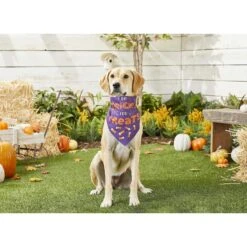 Frisco I Do Tricks For Treats Dog & Cat Bandana -Cat Supply Store 158938 PT4. AC SS1800 V1633069923