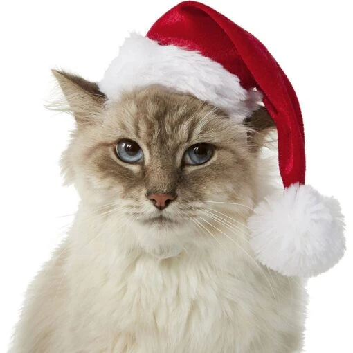 Frisco Holiday Dog & Cat Santa Hat, 1 Count -Cat Supply Store 160054 MAIN. AC SS1800 V1663948847