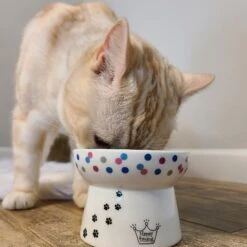 Necoichi Raised Cat Food Bowl, Colorful Dots -Cat Supply Store 169388 PT5. AC SS1800 V1649347000