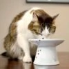 Necoichi Extra Wide Ceramic Elevated Cat Food Bowl, 2-cup -Cat Supply Store 183502 MAIN. AC SS1800 V1698854493