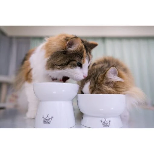 Necoichi Ceramic Elevated Cat Water Bowl -Cat Supply Store 183505 PT6. AC SS1800 V1627496172