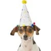 Frisco Confetti Dog & Cat Birthday Hat -Cat Supply Store 191274 Main. AC SS1800 V1582053295