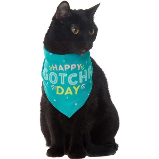 Frisco Happy Gotcha Day Dog & Cat Bandana -Cat Supply Store 200538 PT2. AC SS1800 V1633057623