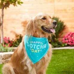 Frisco Happy Gotcha Day Dog & Cat Bandana -Cat Supply Store 200538 PT3. AC SS1800 V1633086146