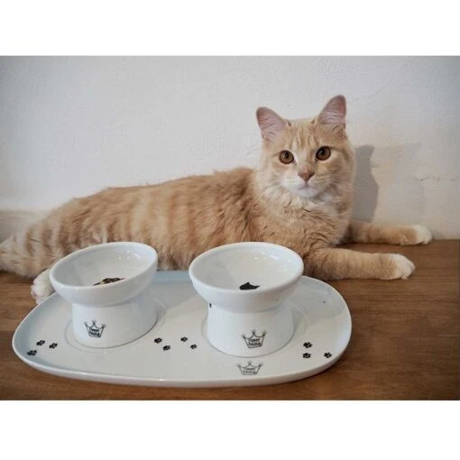 Necoichi Double Dining Tray Set & Elevated Cat Bowls -Cat Supply Store 230660 PT8. AC SS1800 V1631312193