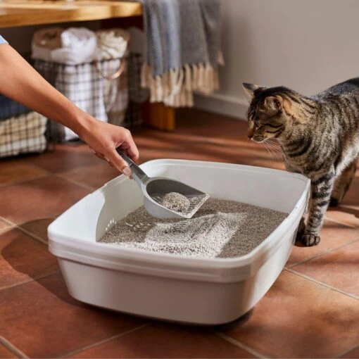 Frisco Lightweight Scented Clumping Cat Litter -Cat Supply Store 230718 PT4. AC SS1800 V1659023572