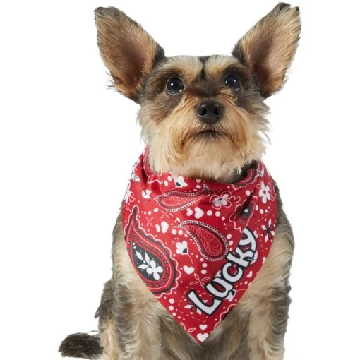 Frisco Paisley Printed Personalized Dog & Cat Bandana -Cat Supply Store 254247 PT6. AC SS1800 V1618507975