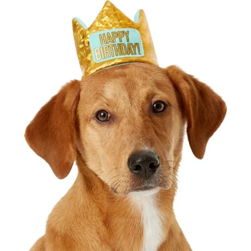 Frisco Happy Birthday Dog & Cat Crown & Frisco Dog & Cat Birthday Bandana -Cat Supply Store 255523 PT1. AC SS1800 V1603716100