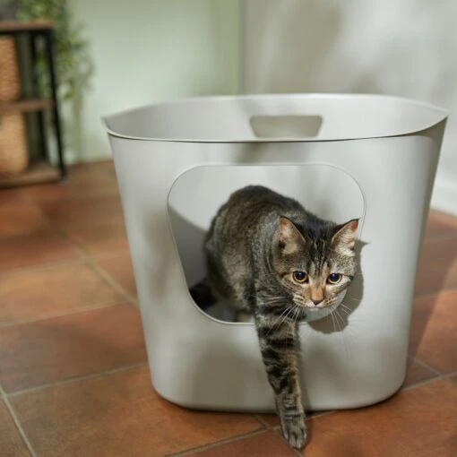 Frisco Leaf High-Sided Cat Litter Box, Large -Cat Supply Store 258782 MAIN. AC SS1800 V1675279700