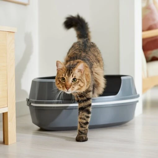 Frisco Corner Sifting Cat Litter Box With Rim -Cat Supply Store 264933 MAIN. AC SS1800 V1675279641