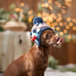 Frisco Pom Pom Dog & Cat Knitted Hat -Cat Supply Store 276307 PT8. AC SS1800 V1631302586