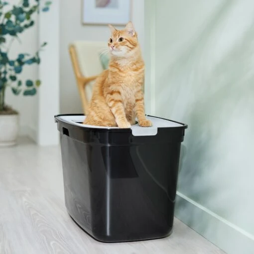 Frisco Top Entry Cat Litter Box, Extra Large -Cat Supply Store 278183 MAIN. AC SS1800 V1675279642