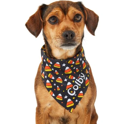 Frisco Candy Corn Personalized Dog & Cat Bandana -Cat Supply Store 287056 PT6. AC SS1800 V1623246504