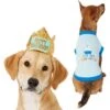 Frisco Happy Birthday Dog & Cat Crown & Frisco It's My Birthday & Cat T-Shirt -Cat Supply Store 302470 MAIN. AC SS1800 V1623076950