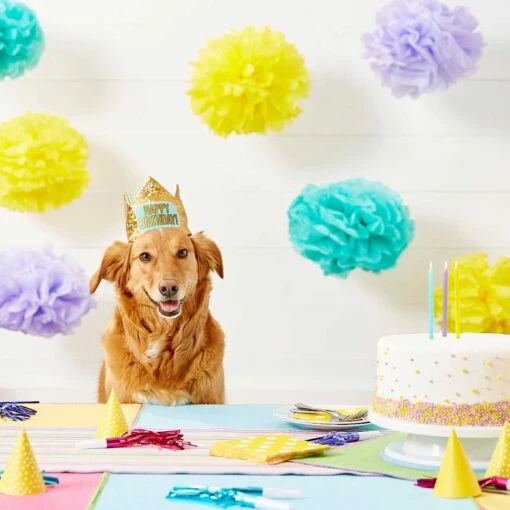 Frisco Happy Birthday Dog & Cat Crown & Frisco It's My Birthday & Cat T-Shirt -Cat Supply Store 302470 PT3. AC SS1800 V1623073946