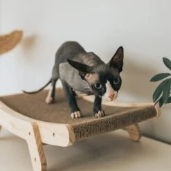 Mau Lifestyle Cardboard Cat Scratcher -Cat Supply Store 308909 PT1. AC SS1800 V1635199885