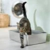 Frisco Stainless Steel Cat Litter Box -Cat Supply Store 309857 MAIN. AC SS1800 V1675279582