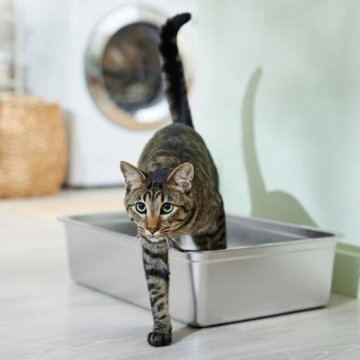 Frisco Stainless Steel Cat Litter Box -Cat Supply Store 309857 MAIN. AC SS1800 V1675279582