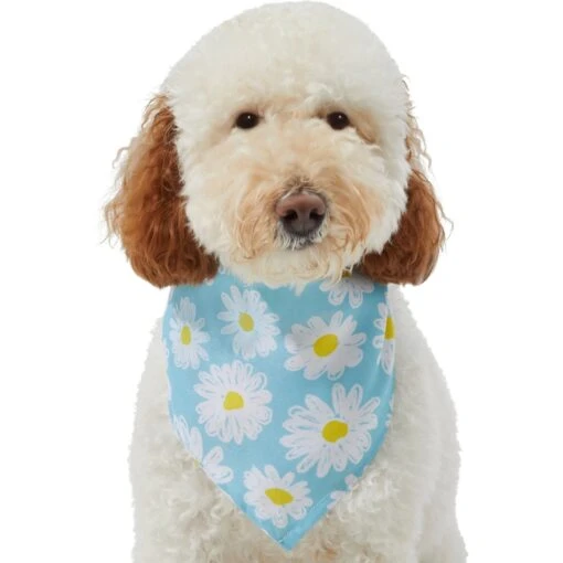 Frisco Daisy Dog & Cat Bandana -Cat Supply Store 312303 PT3. AC SS1800 V1673302704