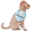 Frisco Party Animal Dog & Cat Bandana -Cat Supply Store 315136 MAIN. AC SS1800 V1646438241