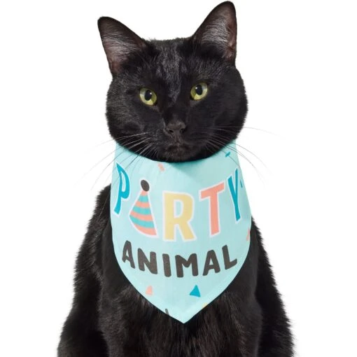 Frisco Party Animal Dog & Cat Bandana -Cat Supply Store 315136 PT2. AC SS1800 V1646438016