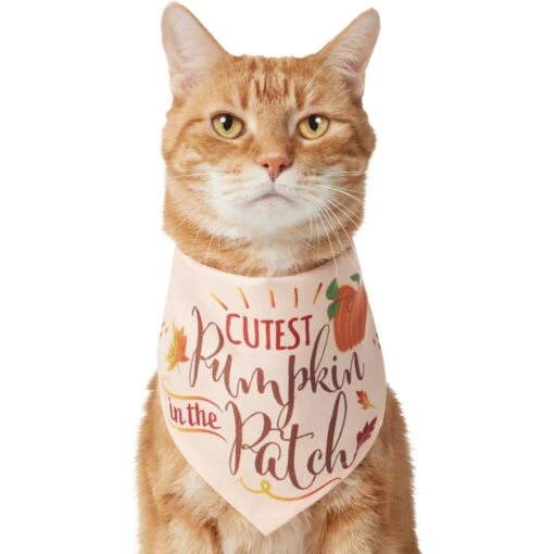 Frisco Cutest Pumpkin In The Patch Dog & Cat Bandana -Cat Supply Store 353777 MAIN. AC SS1800 V1659010811