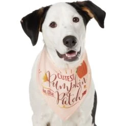 Frisco Cutest Pumpkin In The Patch Dog & Cat Bandana -Cat Supply Store 353777 PT2. AC SS1800 V1659010334