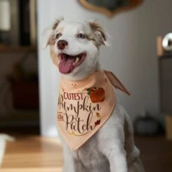 Frisco Cutest Pumpkin In The Patch Dog & Cat Bandana -Cat Supply Store 353777 PT6. AC SS1800 V1660749986