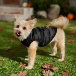 Frisco Lightweight Belted Puffer Dog & Cat Jacket -Cat Supply Store 353825 PT7. AC SS1800 V1660749777