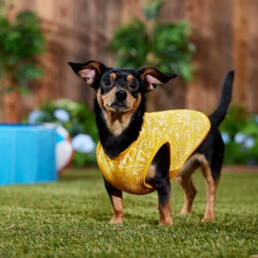 Frisco 30+ UPF Dog & Cat Beach Rash Guard -Cat Supply Store 556286 PT6. AC SS1800 V1675714036