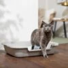 Frisco Senior And Kitten Cat Litter Box -Cat Supply Store 580974 MAIN. AC SS1800 V1665518938