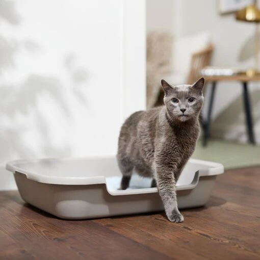 Frisco Senior And Kitten Cat Litter Box -Cat Supply Store 580974 MAIN. AC SS1800 V1665518938