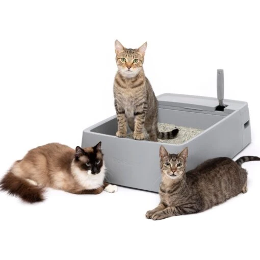 PetSafe Multi-Cat Litter Box -Cat Supply Store 617526 MAIN. AC SS1800 V1660233556