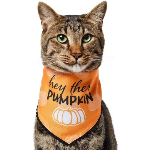 Frisco Hey There Pumpkin Dog & Cat Bandana -Cat Supply Store 706374 MAIN. AC SS1800 V1689351106