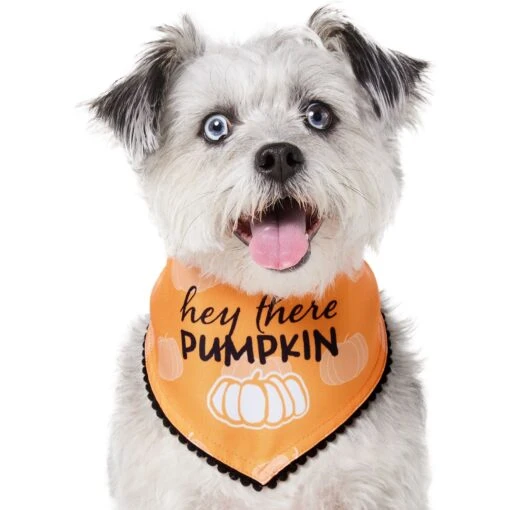 Frisco Hey There Pumpkin Dog & Cat Bandana -Cat Supply Store 706374 PT2. AC SS1800 V1690478413