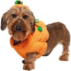 Frisco Pumpkin Ball Dog & Cat Costume -Cat Supply Store 708902 PT2. AC SS1800 V1689351041