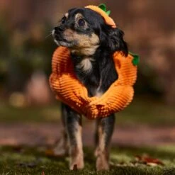 Frisco Pumpkin Ball Dog & Cat Costume -Cat Supply Store 708902 PT7. AC SS1800 V1689282553